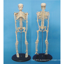 Menschliches Körper Skelett Medizinische Anatomie Modell 120cm